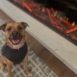 a dog standing by a fireplace